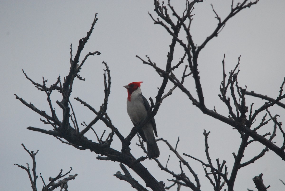 Red-crested Cardinal - ML94275711