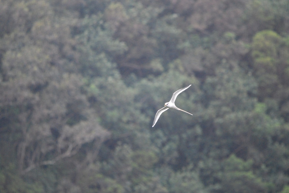 White-tailed Tropicbird - ML94277221