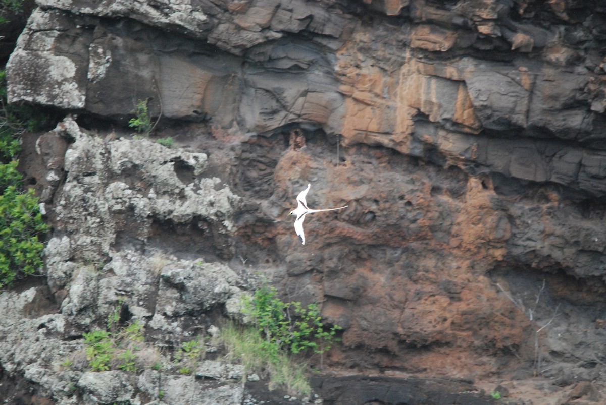 White-tailed Tropicbird - Marty O'Malley