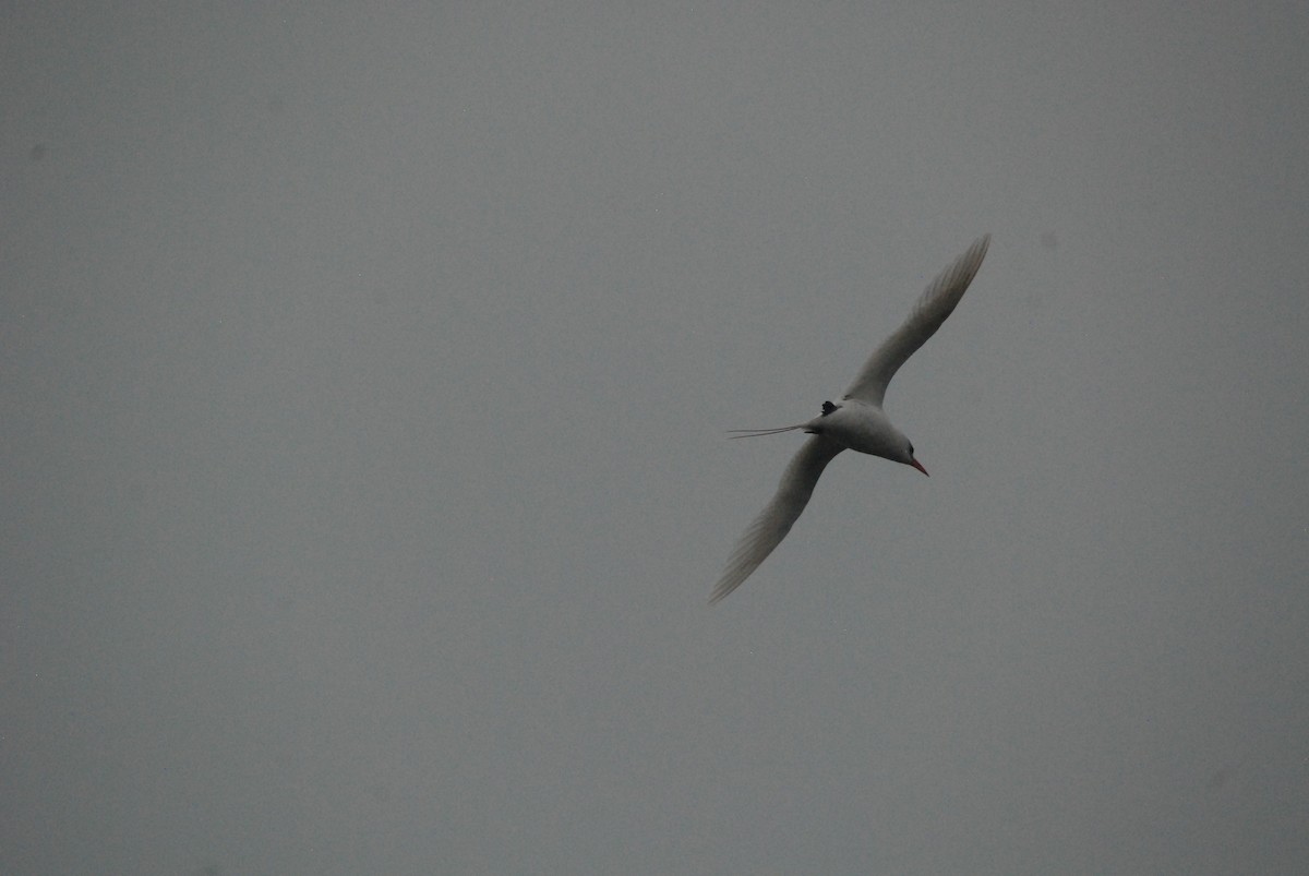 Red-tailed Tropicbird - ML94278141