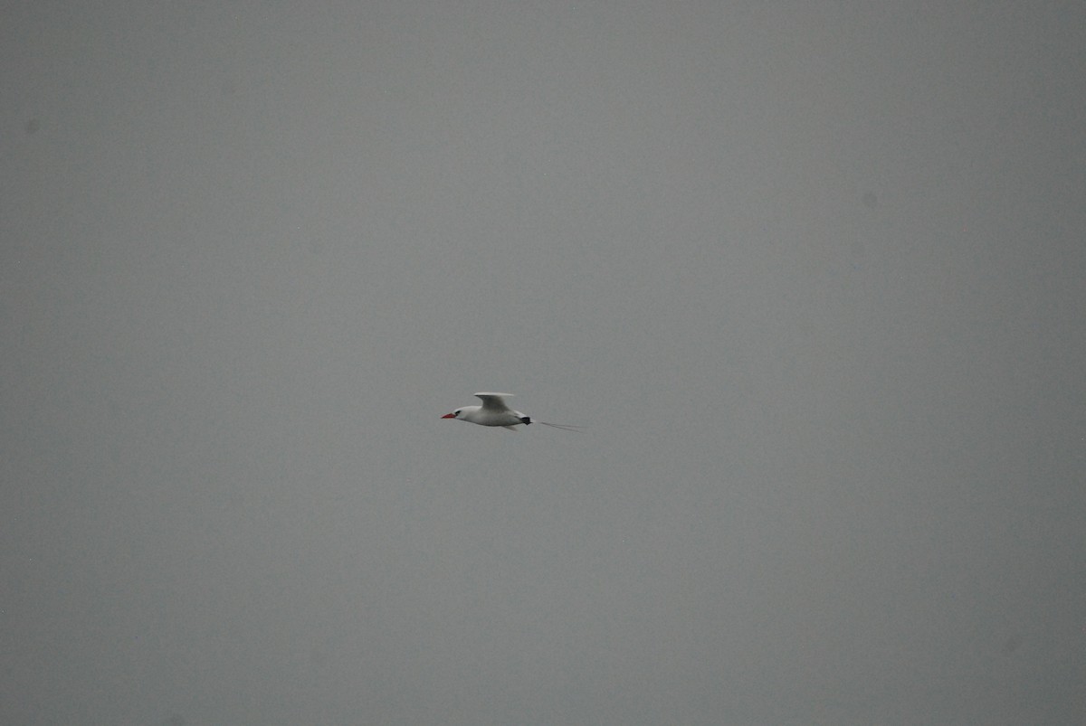 Red-tailed Tropicbird - ML94278191