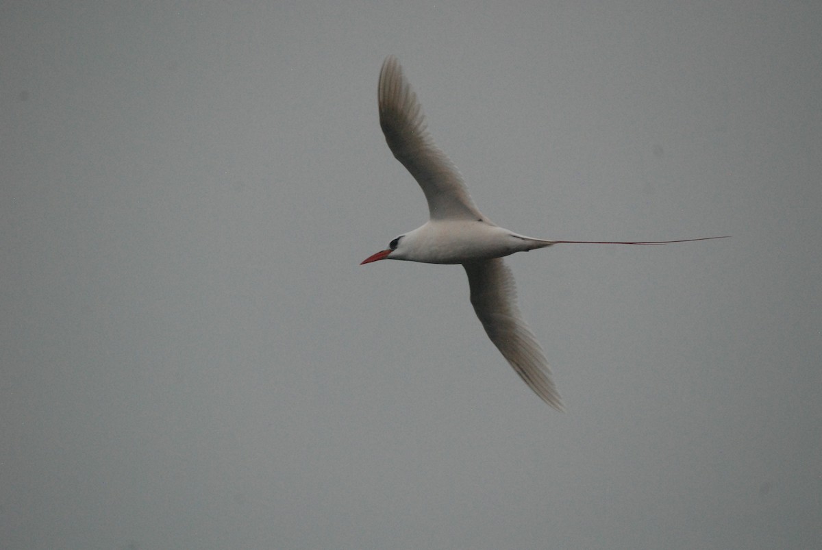 Red-tailed Tropicbird - ML94278211