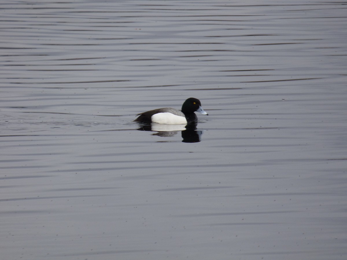Greater Scaup - ML94278591
