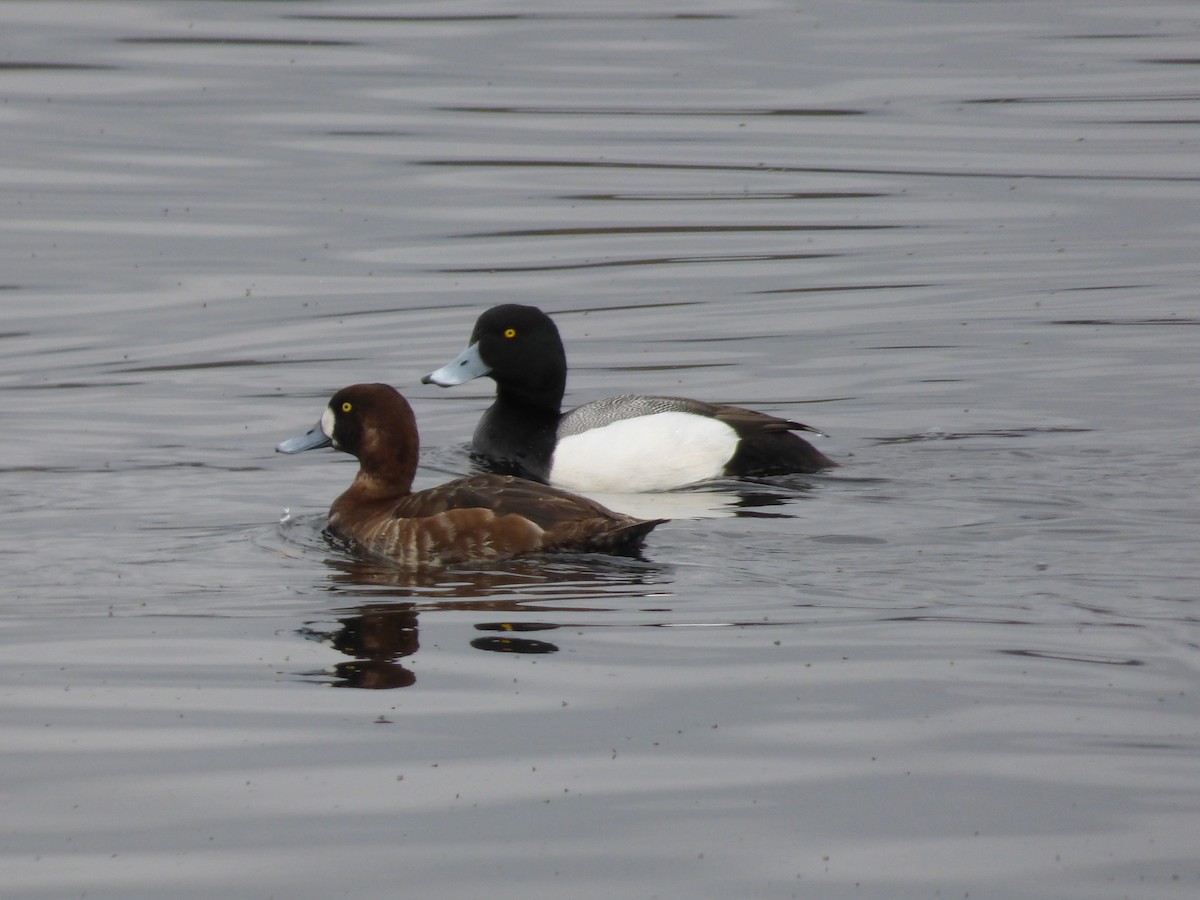 Greater Scaup - ML94278601