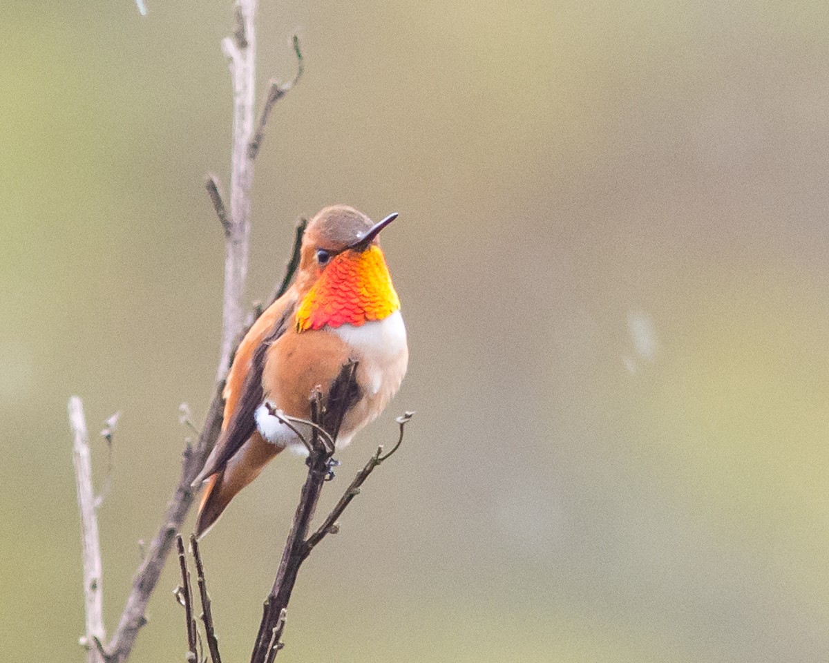 Rufous Hummingbird - Matthew Cameron