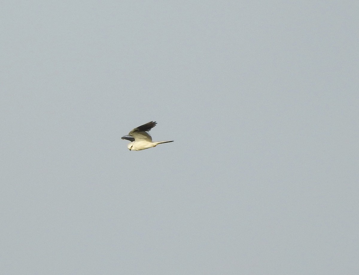 White-tailed Kite - ellen horak