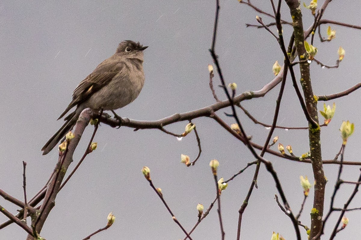 Townsend's Solitaire - ML94283131