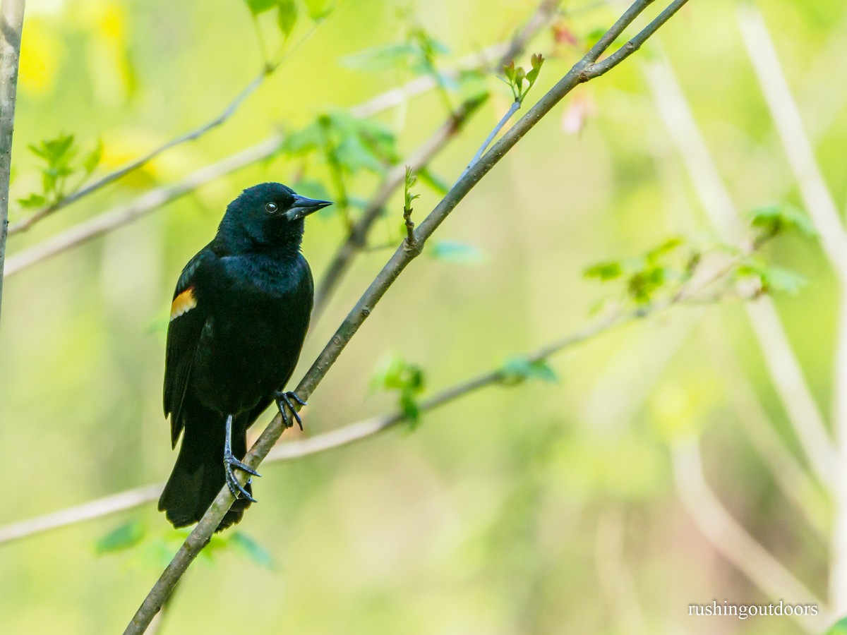 Red-winged Blackbird - Steve Rushing