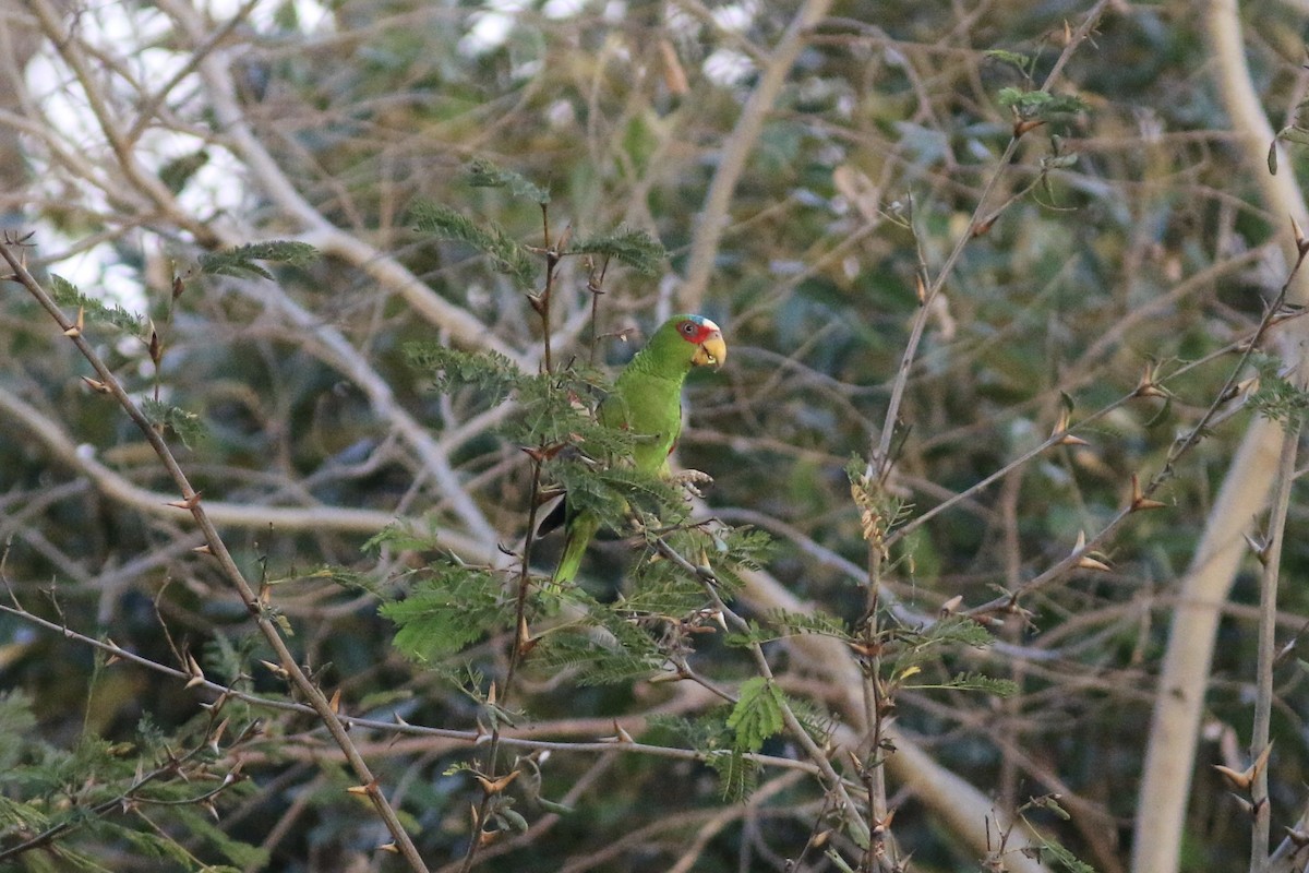 White-fronted Parrot - ML94290531