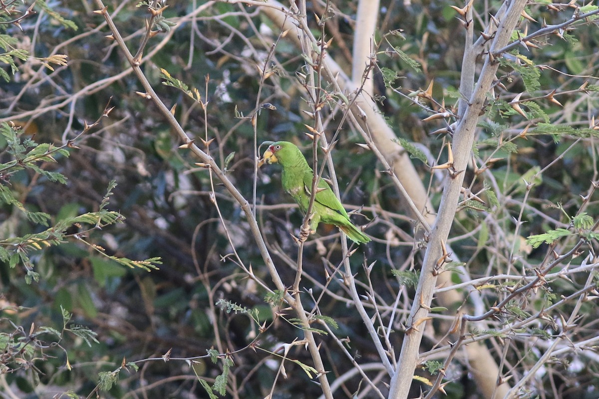 White-fronted Parrot - Russ Morgan