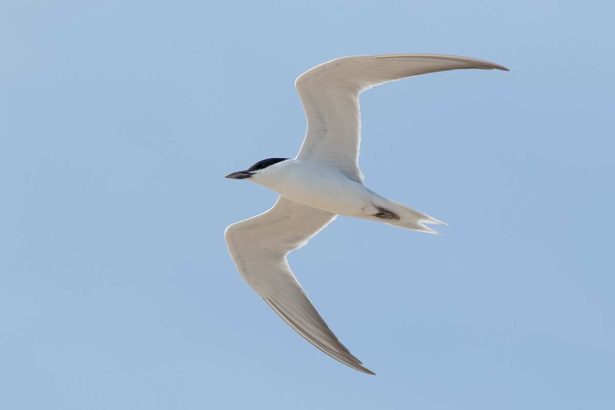 Gull-billed Tern - Steve Kolbe