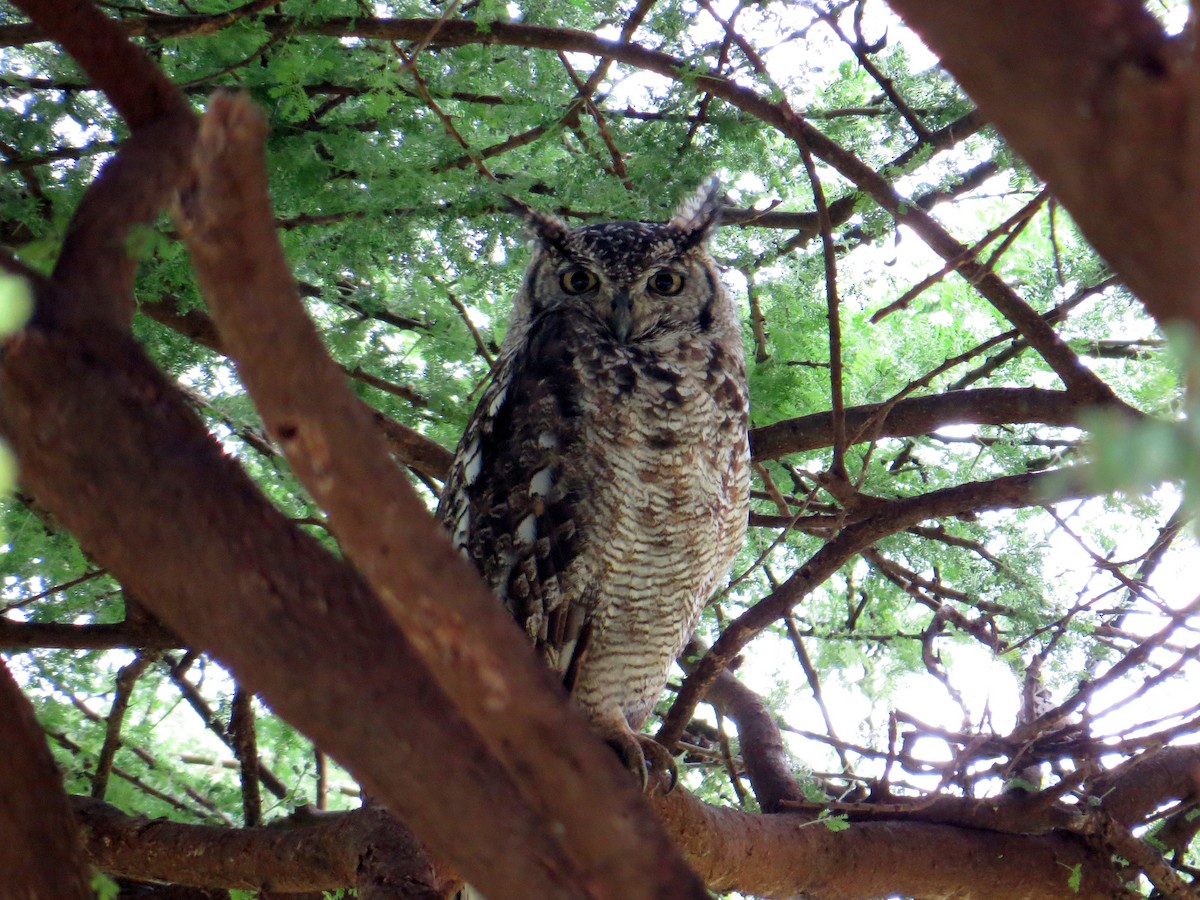 Spotted Eagle-Owl - Pam Campbell