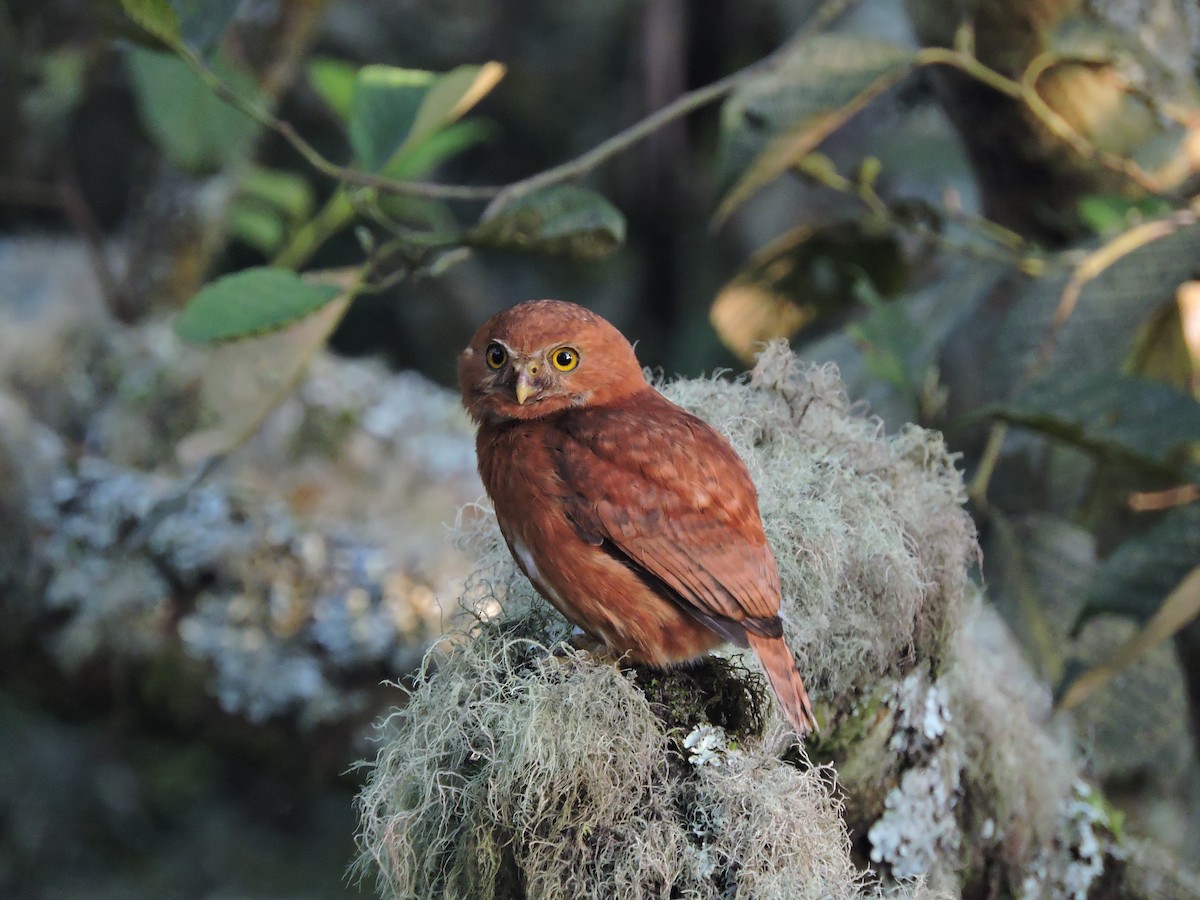 Costa Rican Pygmy-Owl - Eddy Chacon