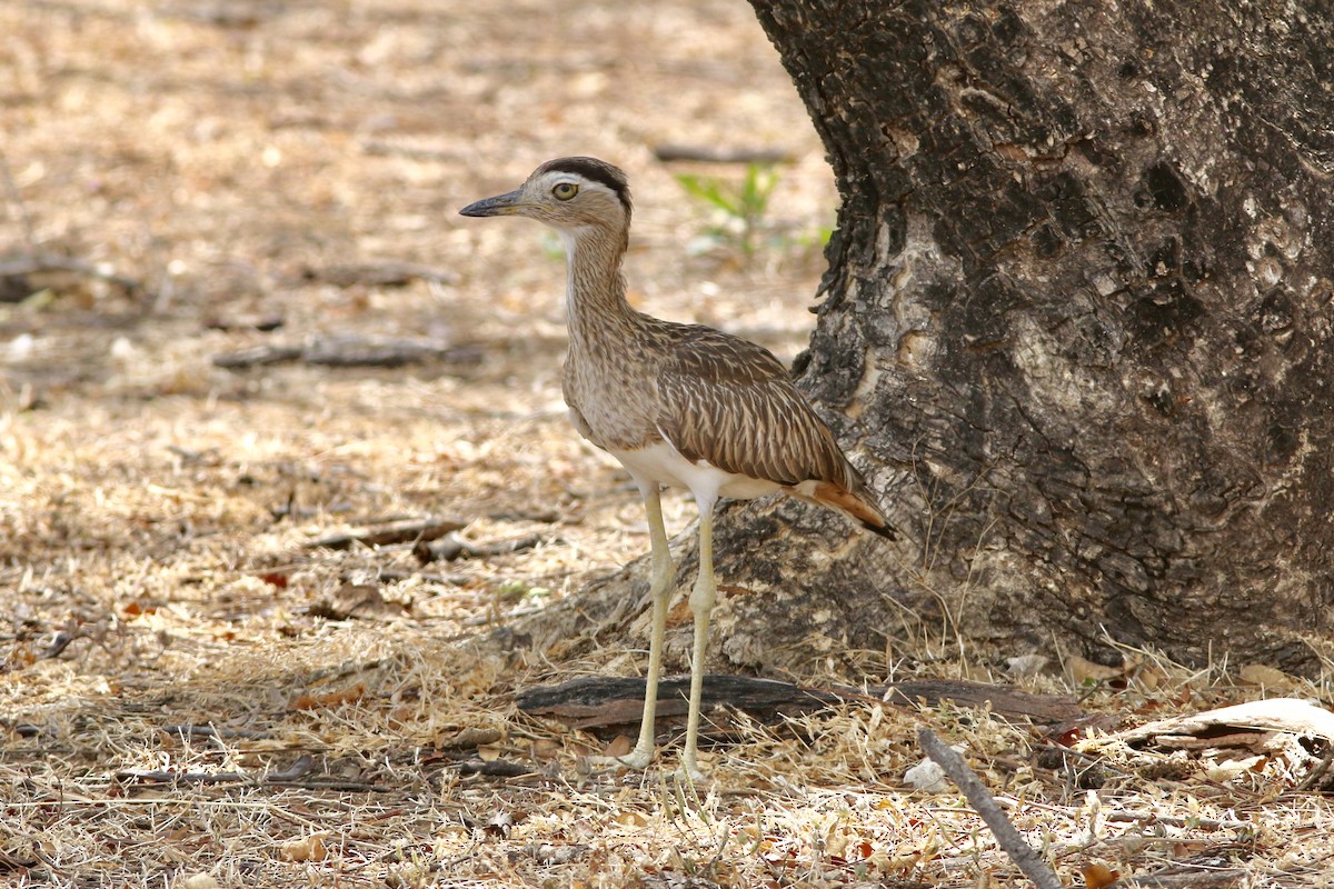 Double-striped Thick-knee - ML94292581