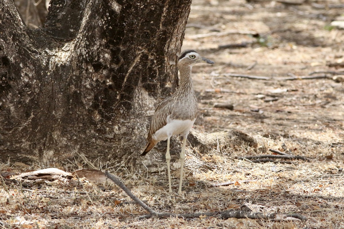 Double-striped Thick-knee - ML94292611