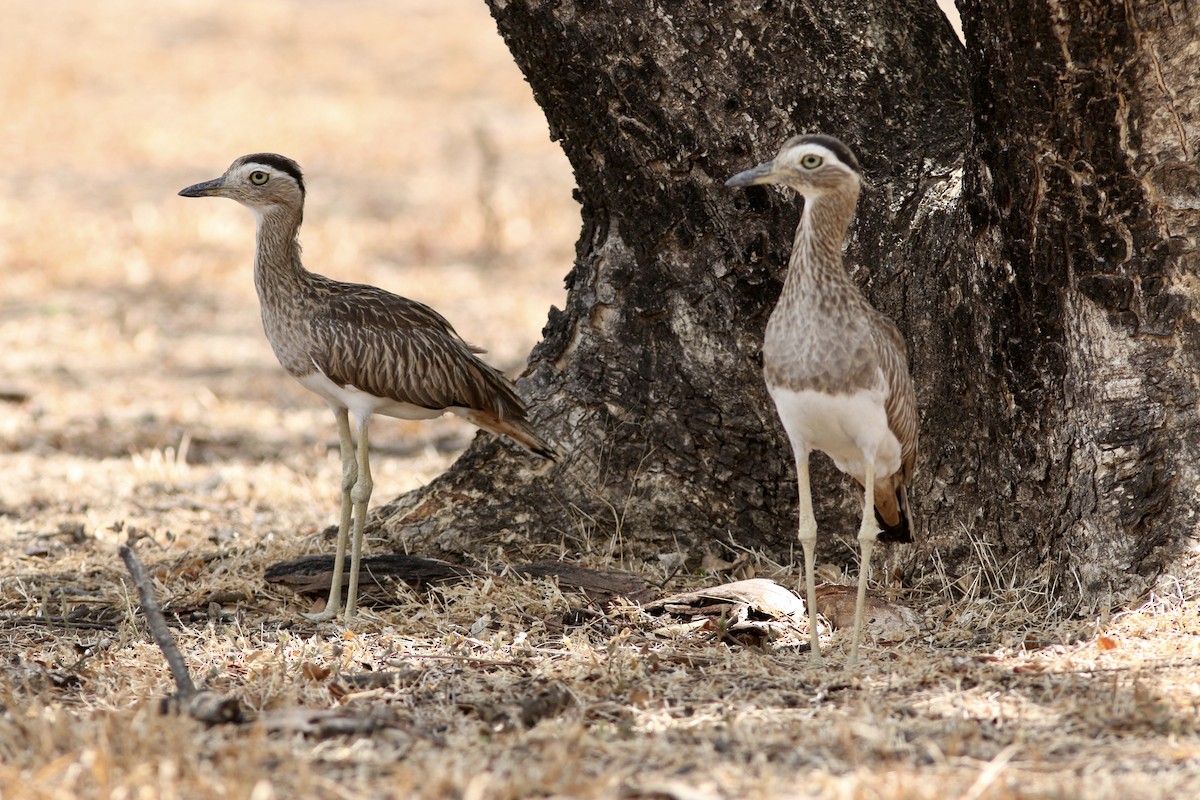 Double-striped Thick-knee - ML94292661