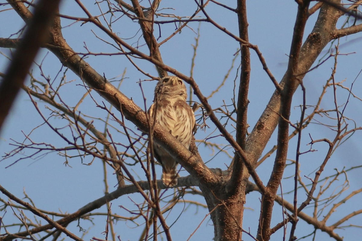 Ferruginous Pygmy-Owl - ML94297011