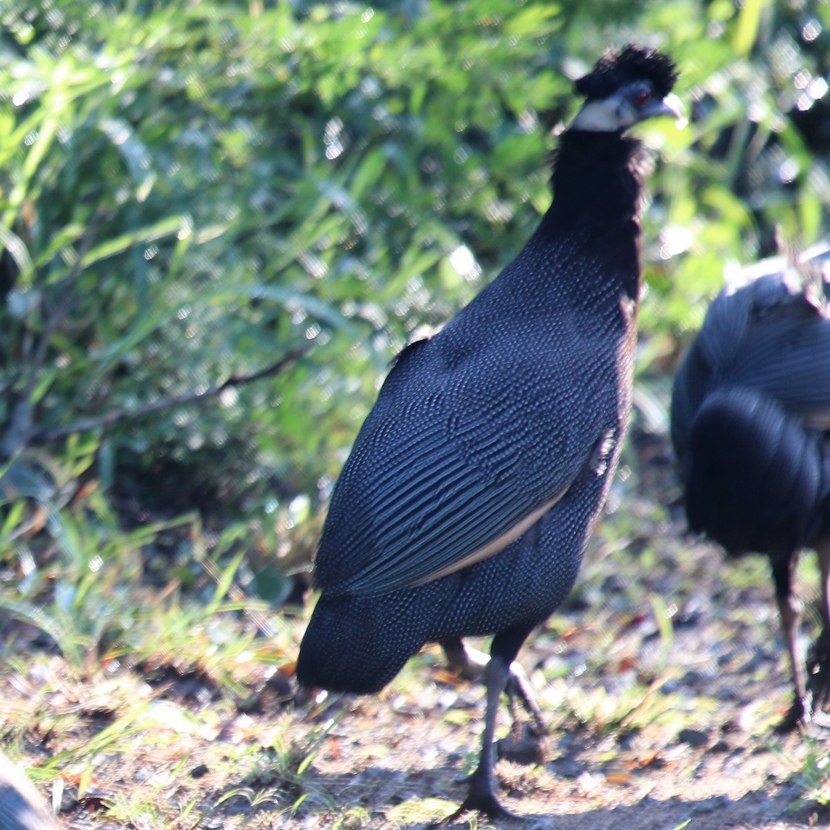 Southern Crested Guineafowl - ML94298891