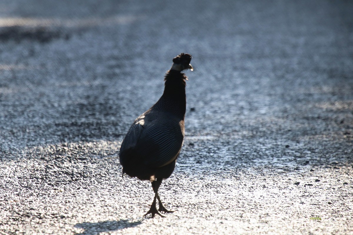 Southern Crested Guineafowl - ML94299141