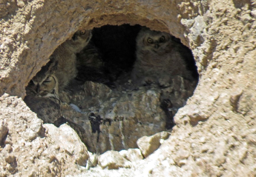 Great Horned Owl - John West