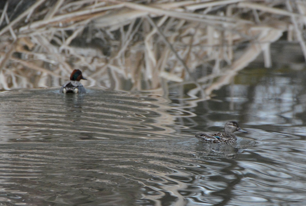 Green-winged Teal - ML94300531