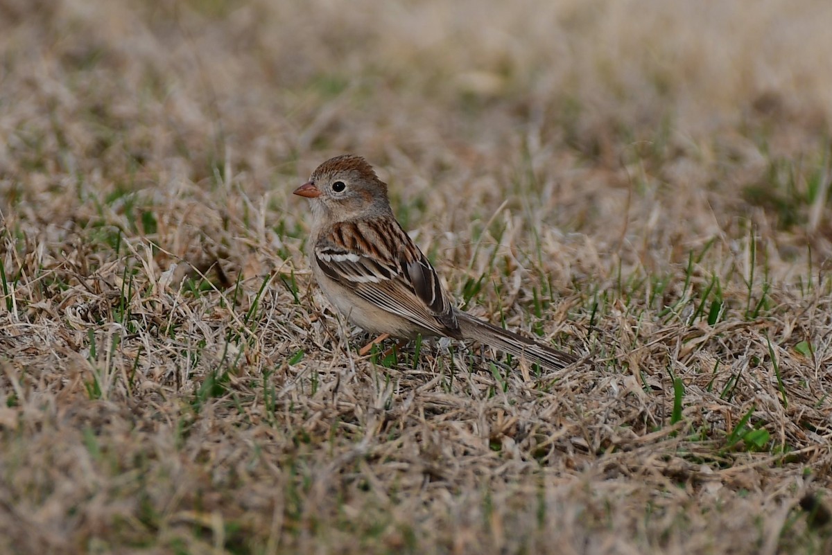 Field Sparrow - Steve Kruse