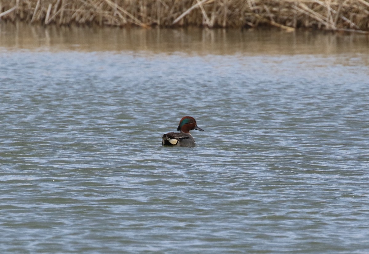 Green-winged Teal - ML94303811