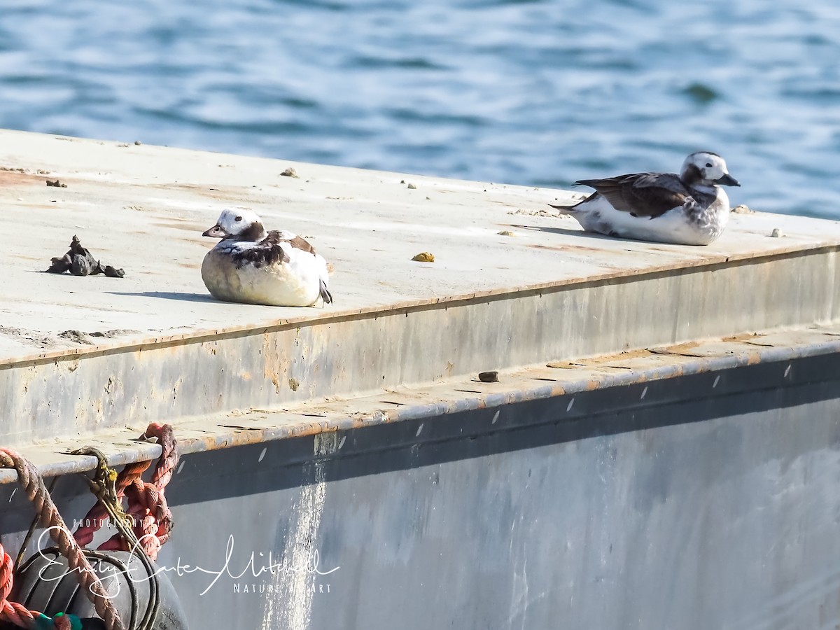 Long-tailed Duck - ML94304211