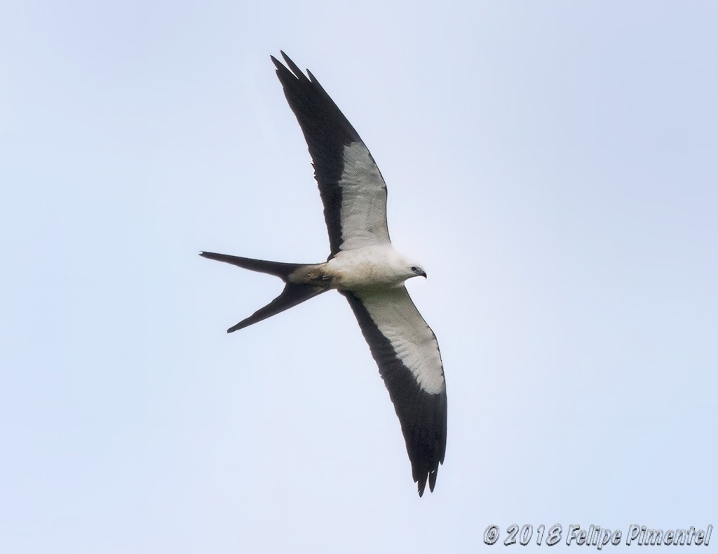 Swallow-tailed Kite - Felipe Pimentel