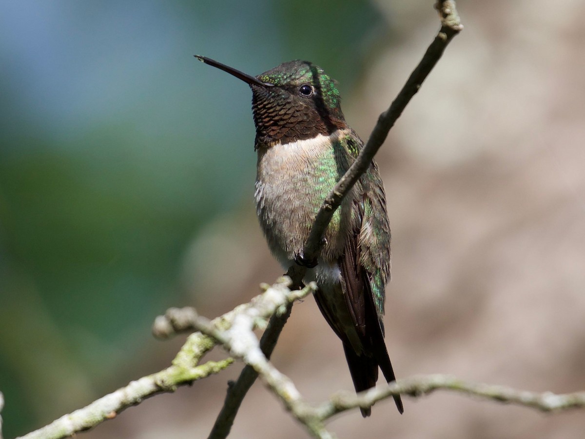 Ruby-throated Hummingbird - Eric Carpenter
