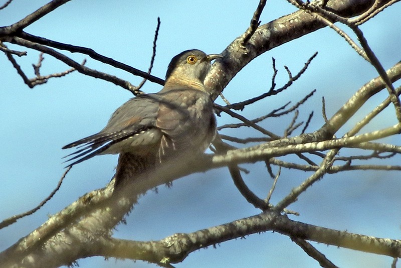 Common Cuckoo - Francisco Barroqueiro