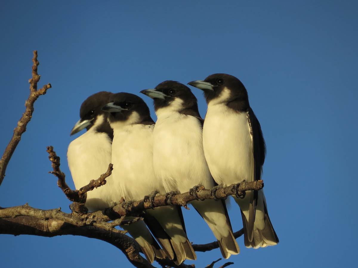 Fiji Woodswallow - Bob Rigter