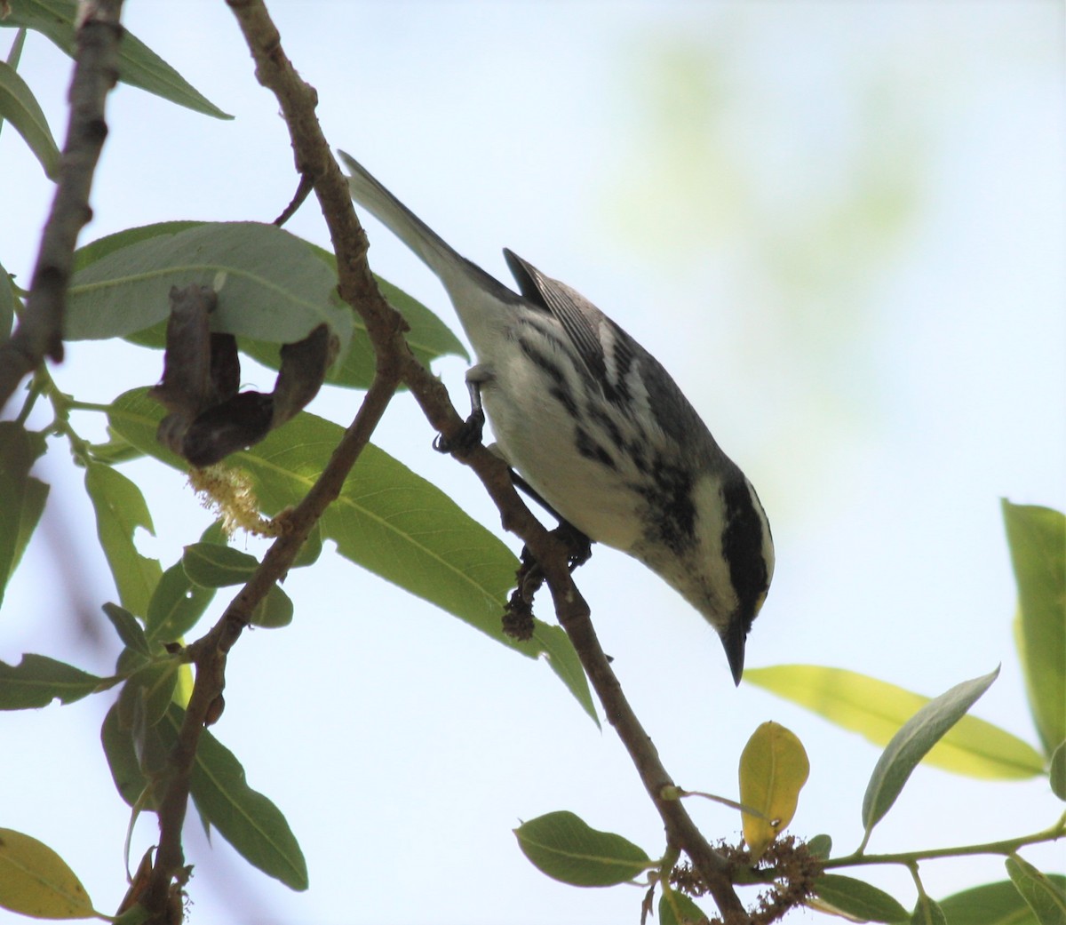 Black-throated Gray Warbler - Cindy P