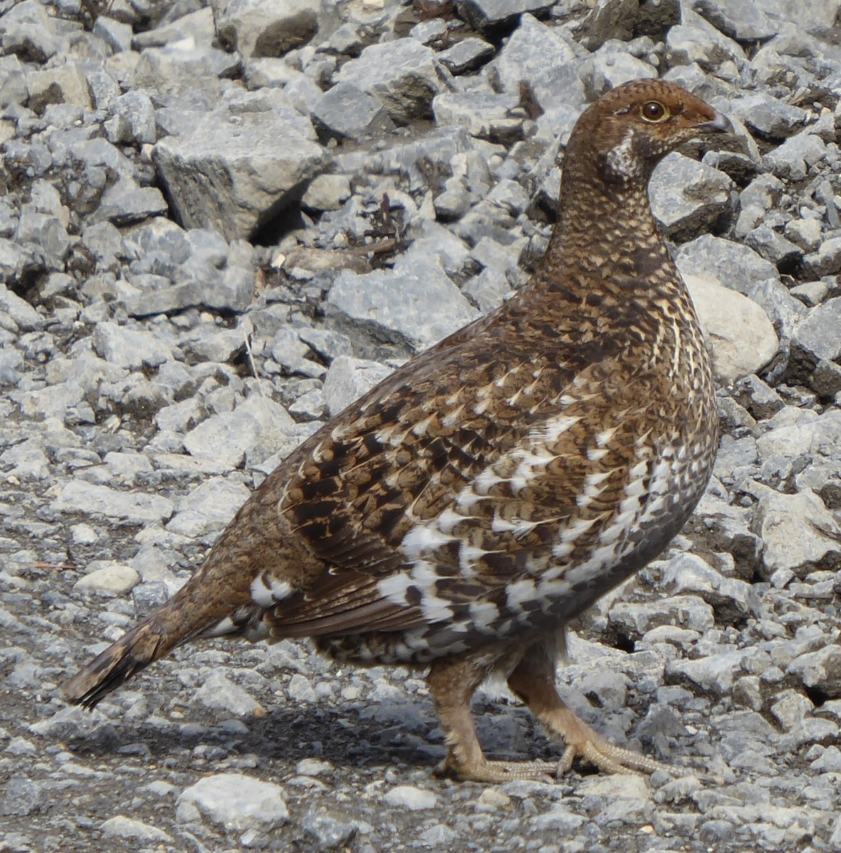 Sooty Grouse - T A