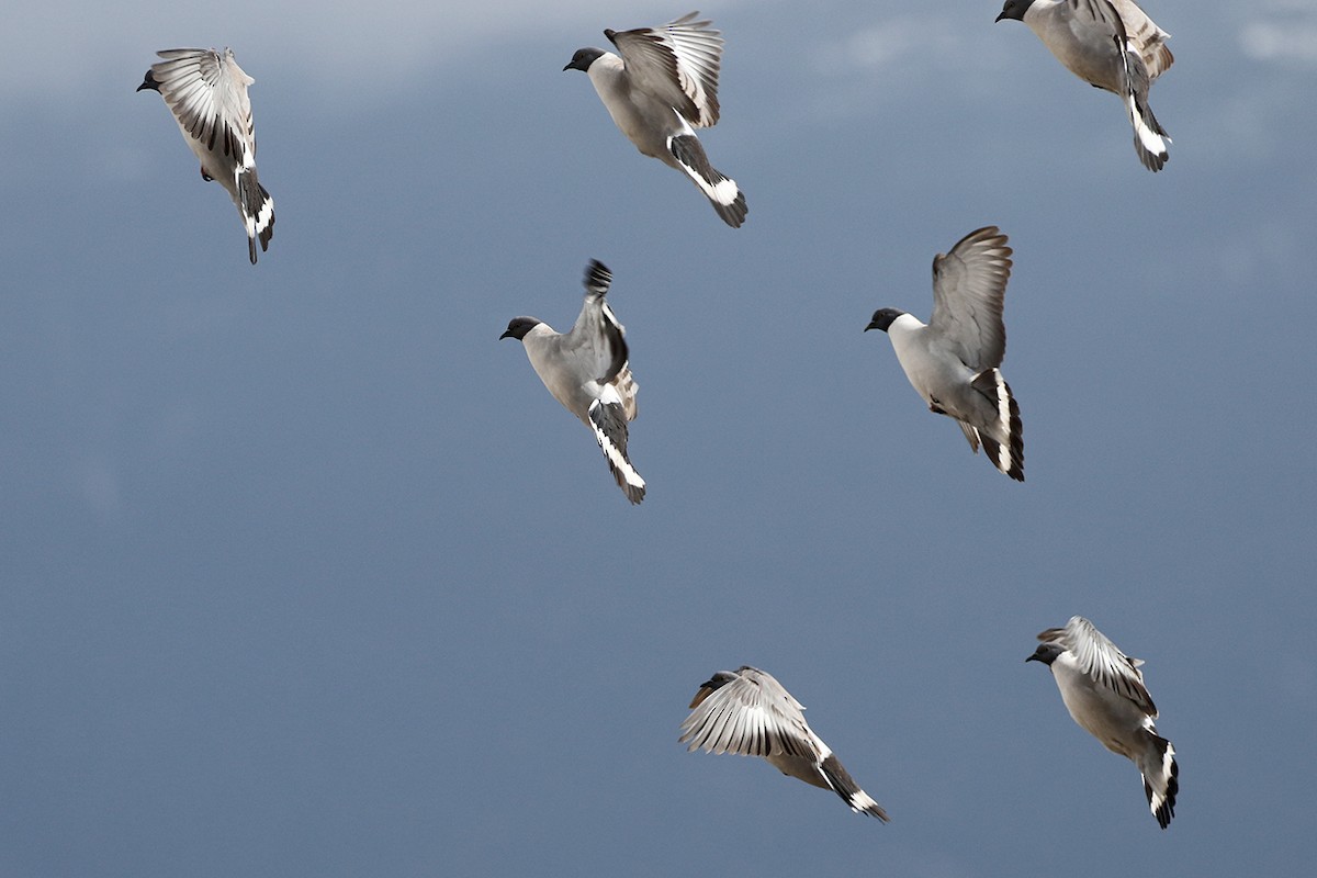 Snow Pigeon - Charley Hesse TROPICAL BIRDING