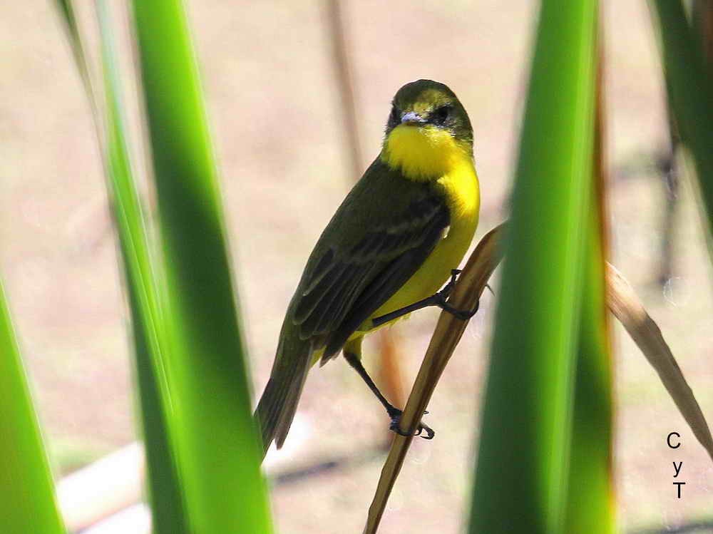 Subtropical Doradito - Lista de aves de Costanera Sur