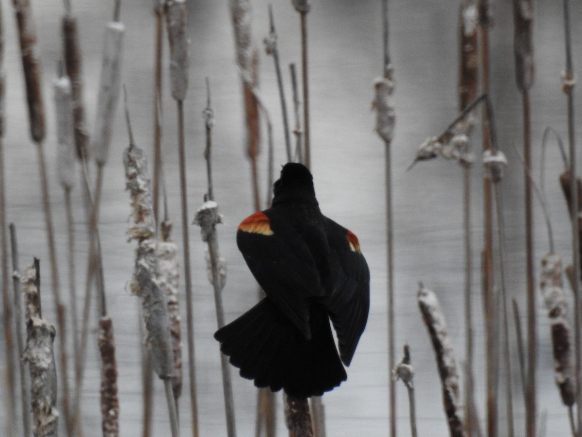 Red-winged Blackbird - Beth Jordan