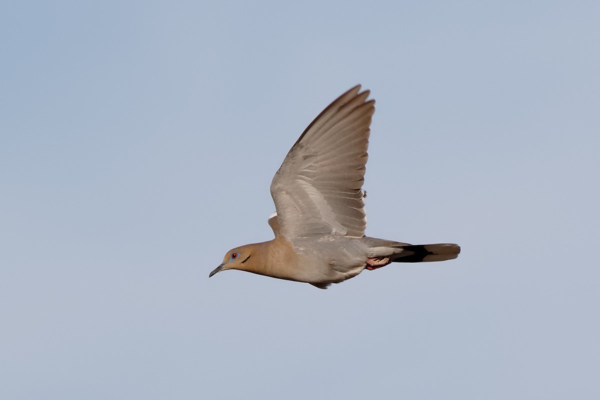 White-winged Dove - Steve Kolbe