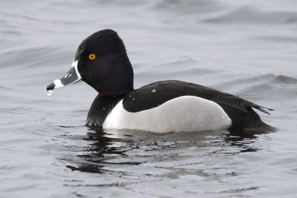 Ring-necked Duck - Donna Carter
