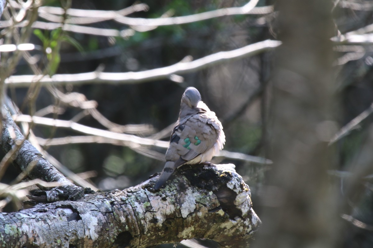 Emerald-spotted Wood-Dove - ML94335171