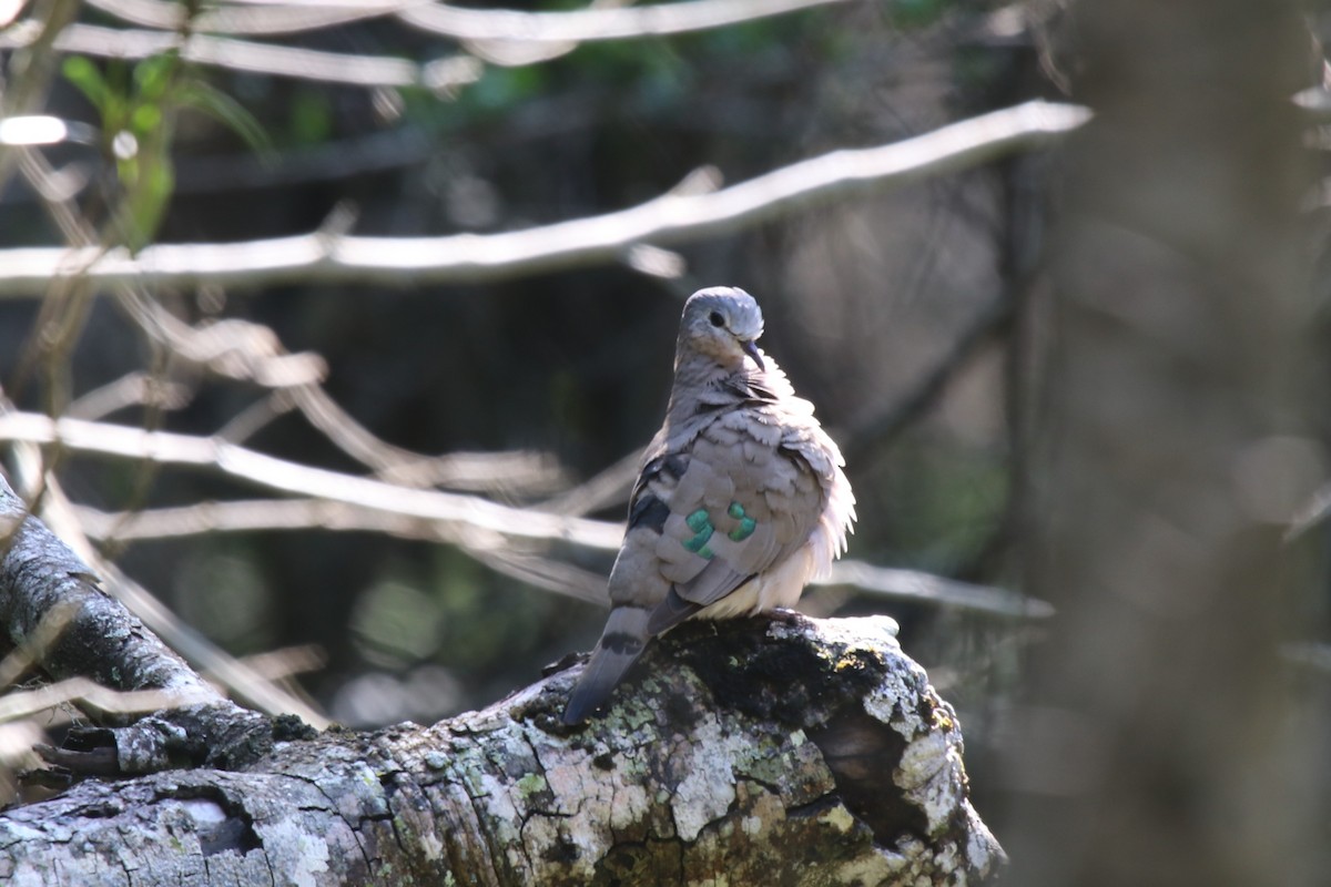 Emerald-spotted Wood-Dove - Doug Kibbe
