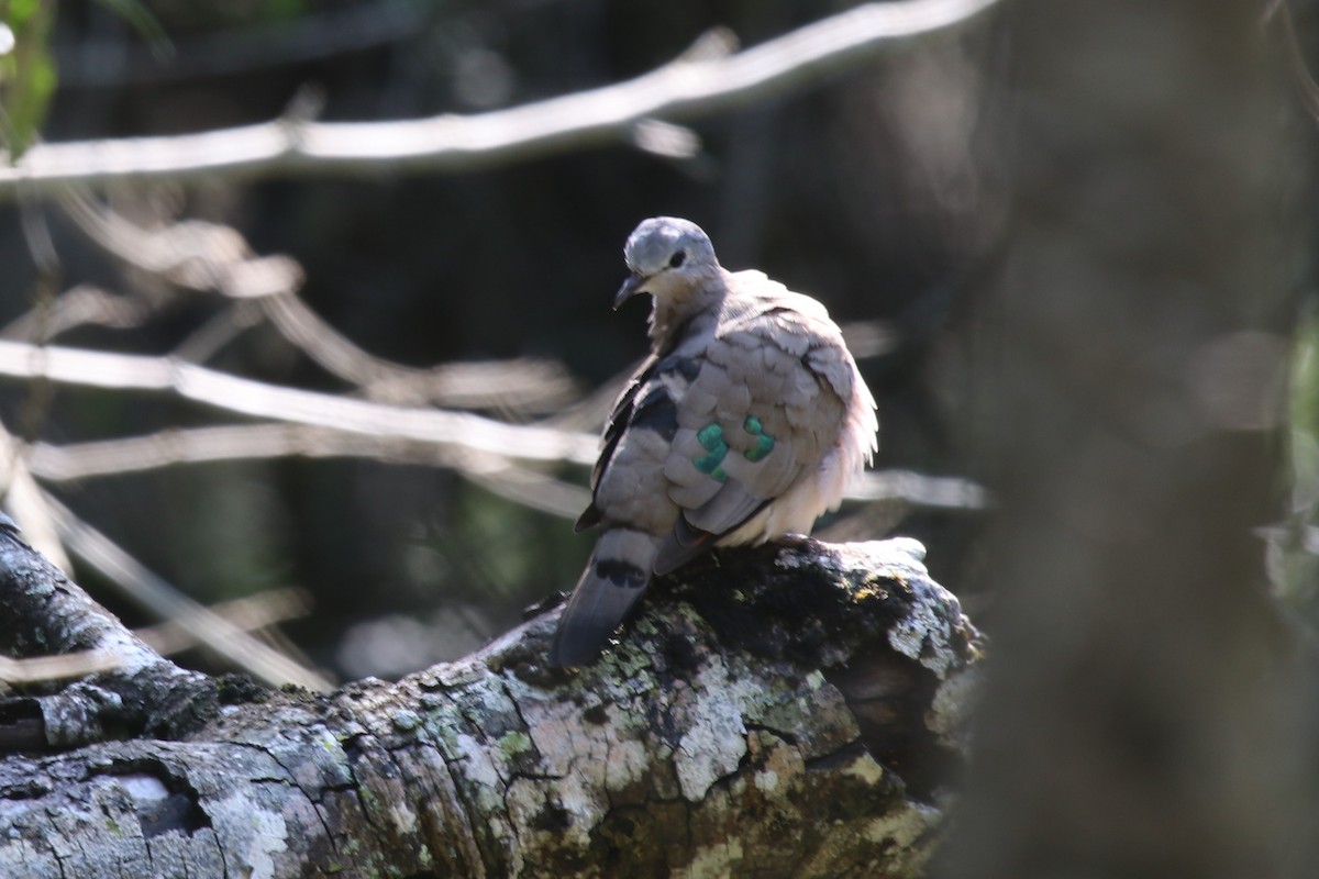 Emerald-spotted Wood-Dove - Doug Kibbe