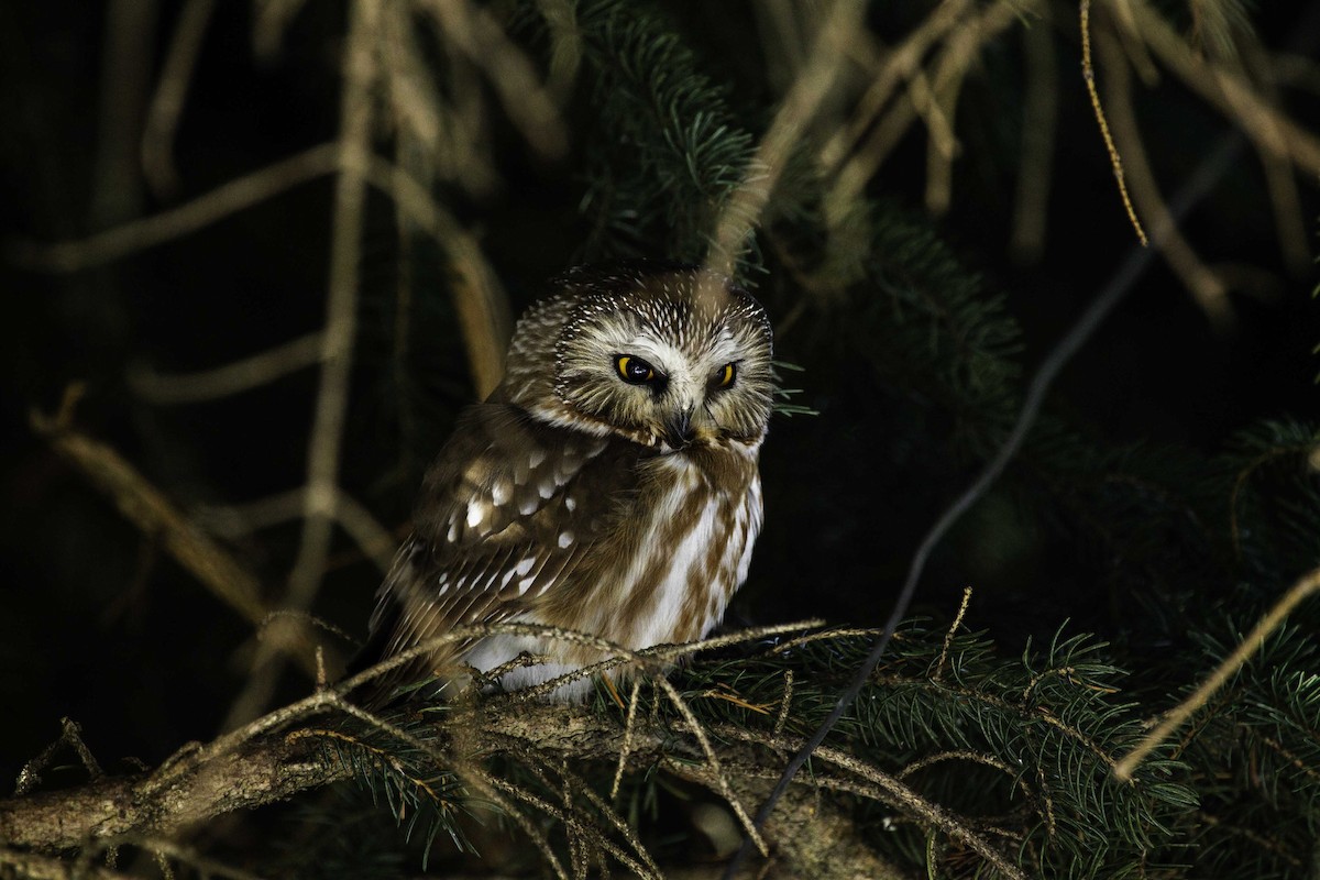 Northern Saw-whet Owl - Andrew Hart