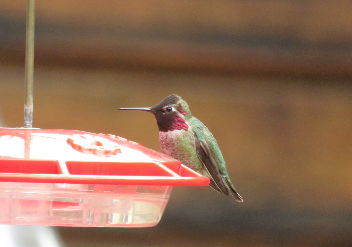 Anna's Hummingbird - ML94342811