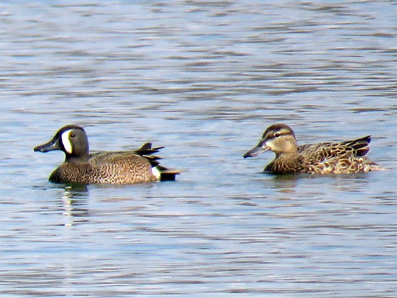 Blue-winged Teal - ML94346041