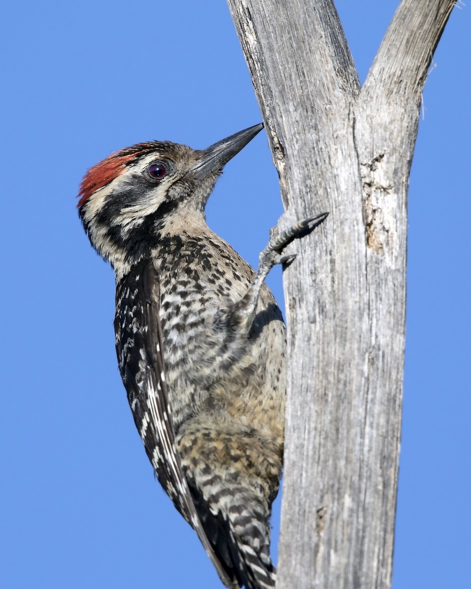 Ladder-backed Woodpecker - Arnaud Lacroix