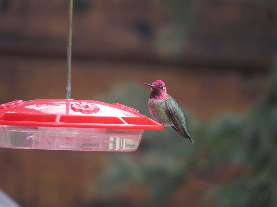 Anna's Hummingbird - ML94347571