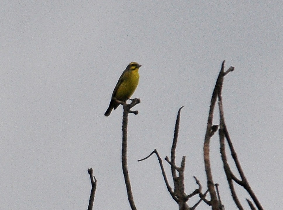 Yellow-fronted Canary - Kurt Hennige