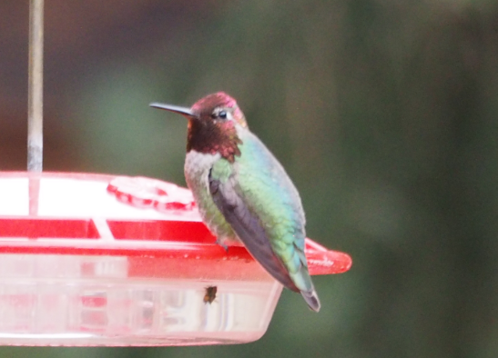 Anna's Hummingbird - ML94350691
