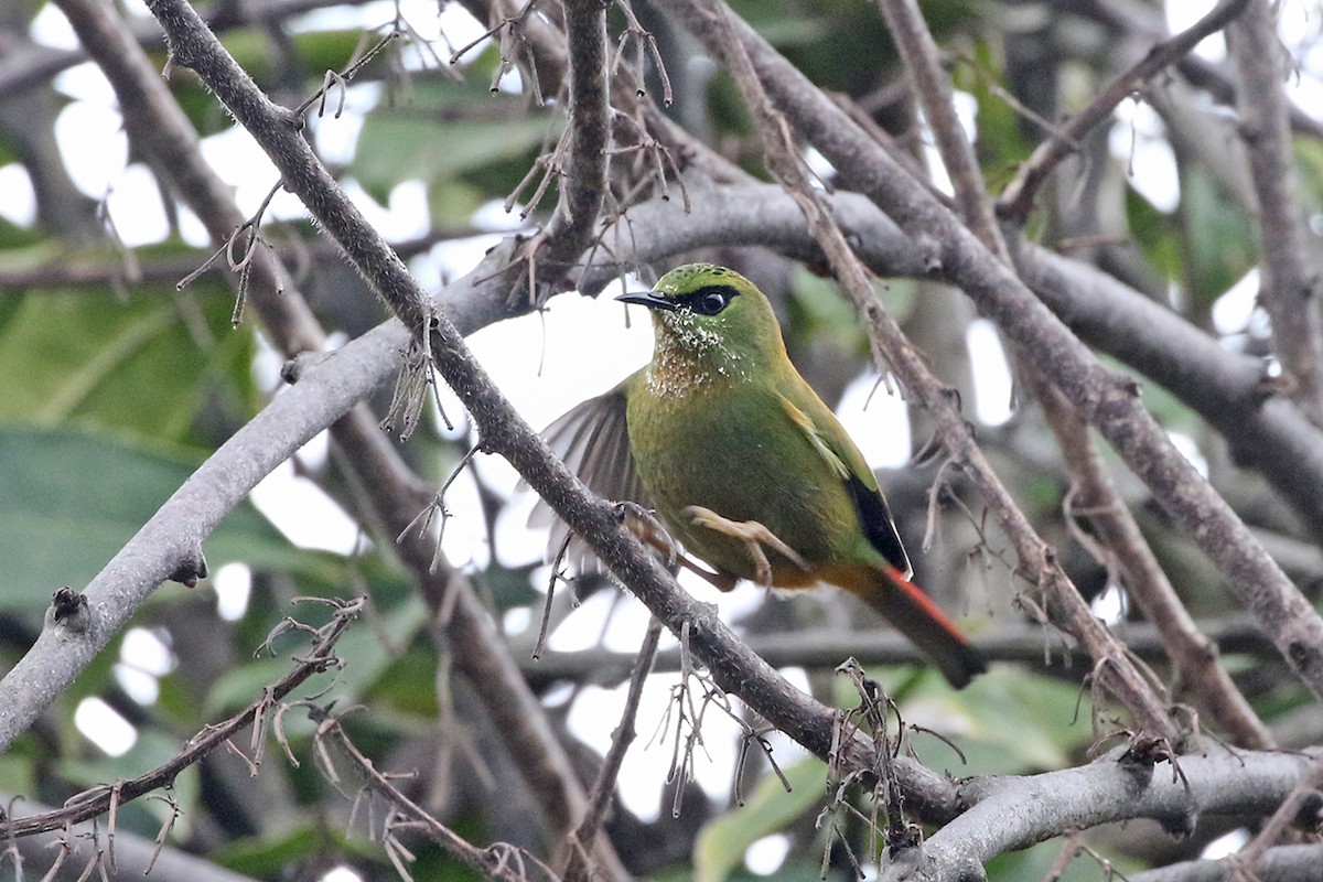 Fire-tailed Myzornis - Charley Hesse TROPICAL BIRDING